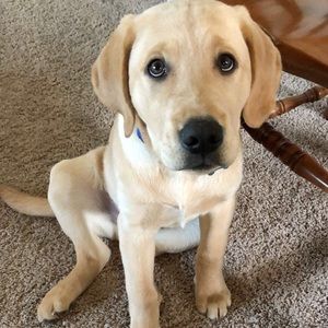 Meet your Posher, Brittany